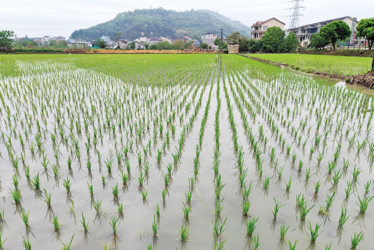 全市早稻播种达7万亩，技术推广助力农业增效